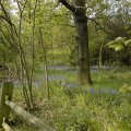 bluebells